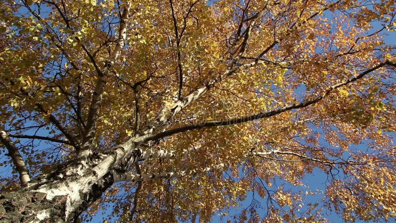 Взгляд угла осени дерева березы